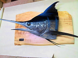 画像3: 魚のはく製。記念のお魚、はく製製作手配いたします。
