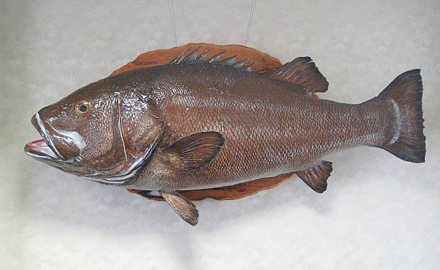 画像5: 魚のはく製。記念のお魚、はく製製作手配いたします。